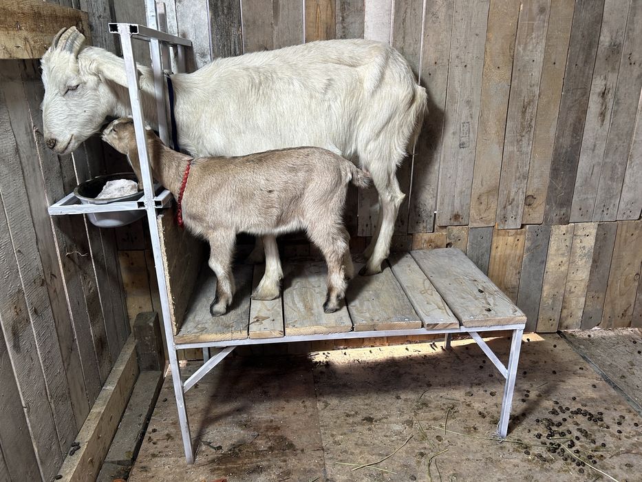Станок для дойки коз