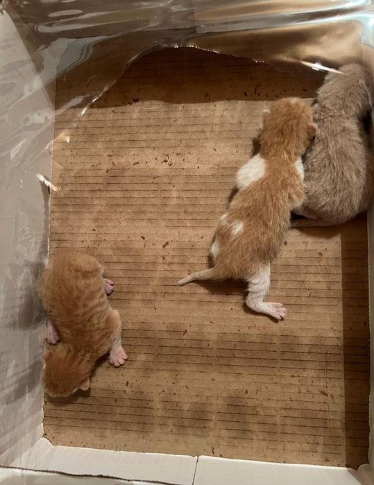 Кошка с 3 котятами