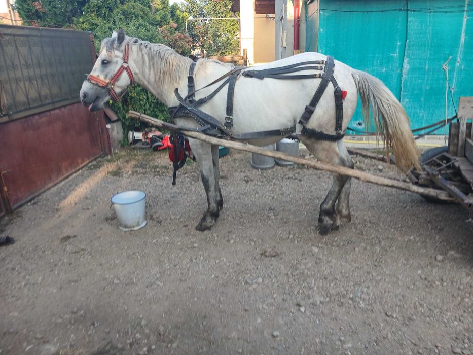 Vând armăsar cuminte