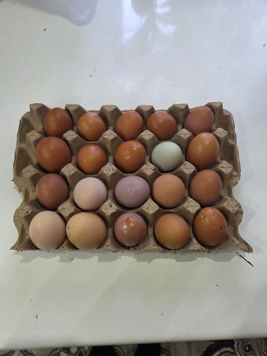 Продам домашние яйца