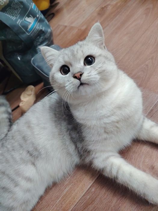 Вязка, кот  британский шиншила