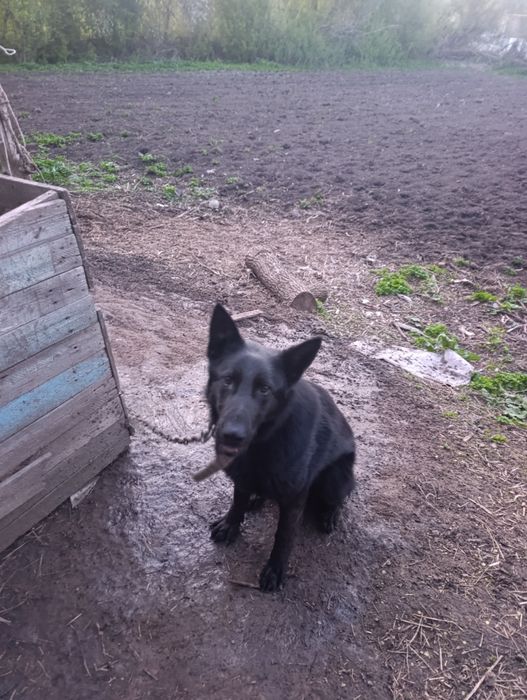 Немецный обчарка