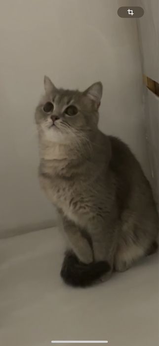 Отдам кошку в добрые руки