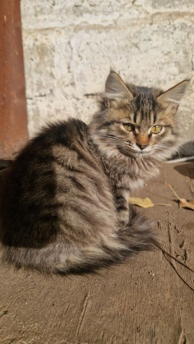 Отдам в добрые руки котенка-кошечка