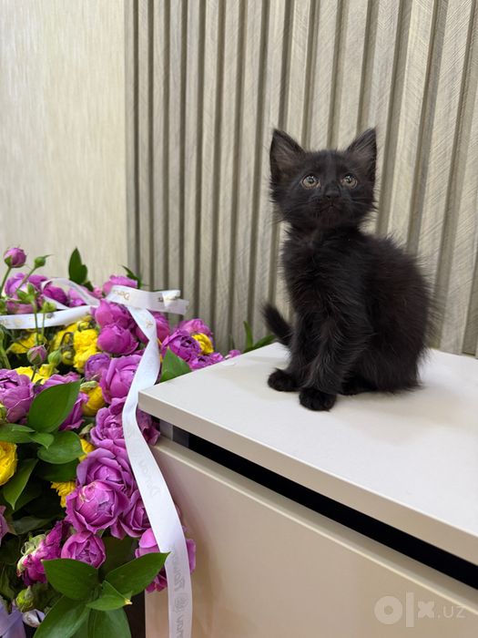 Отдам котенка в хорошие руки