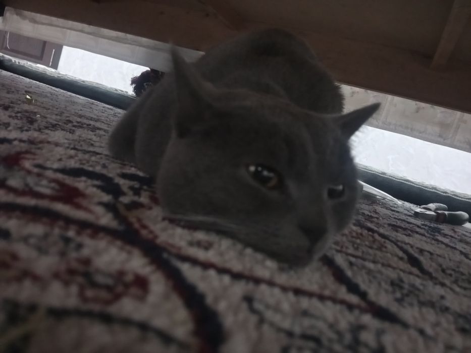 Мушку эркак сотилди