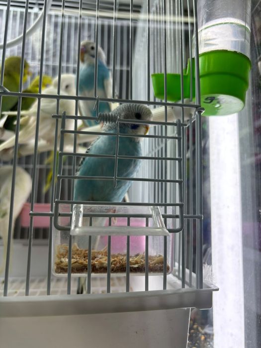 Волнистые попугаи птенцы