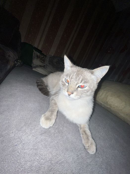 Пропал кот, сиамский
