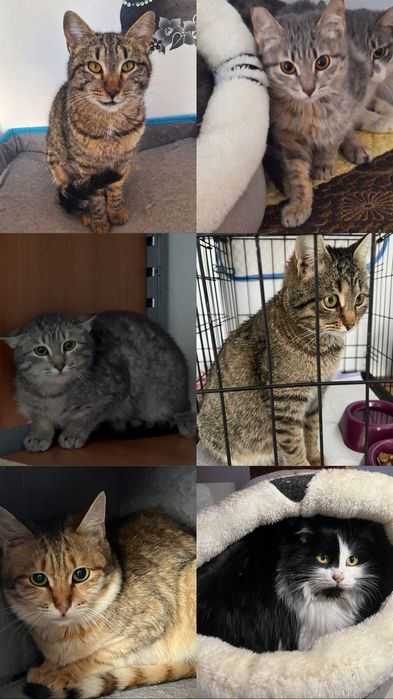 КОТЯТА ждут семью !!!