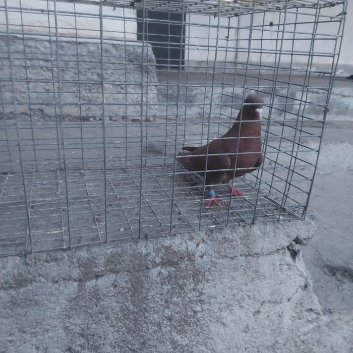 Красный лиси самец лет с игрой