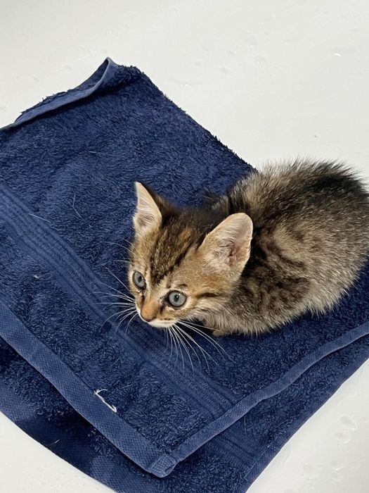 Котенок в добрые руки