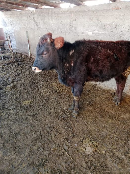 Телка 11 месяцев