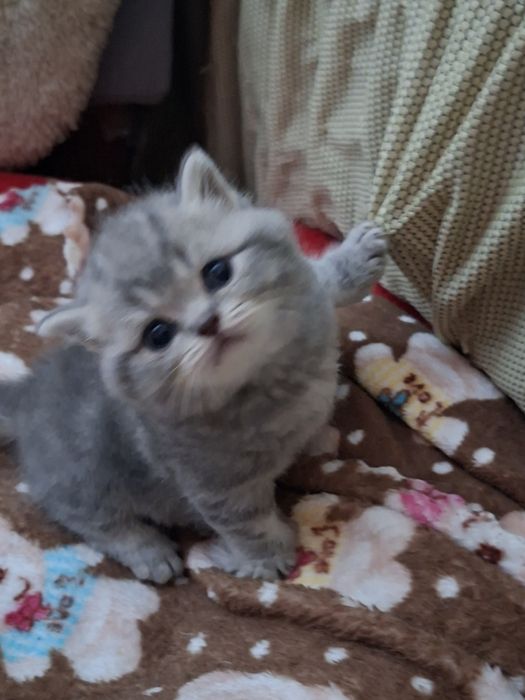 Готовятся к продаже  девочка  манчкин