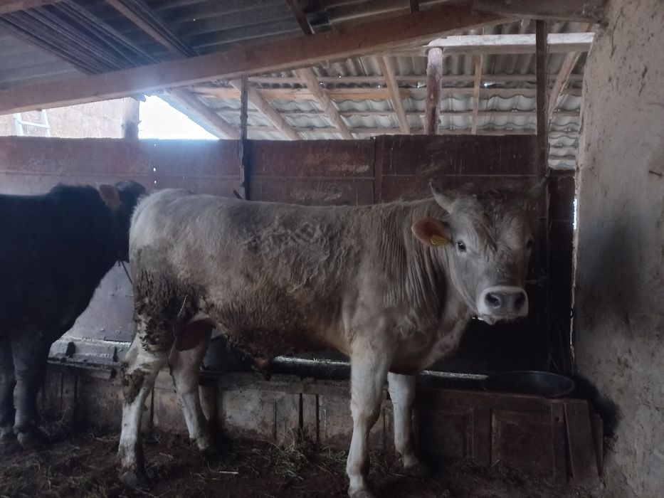 Бұқалар откорм 4 бас