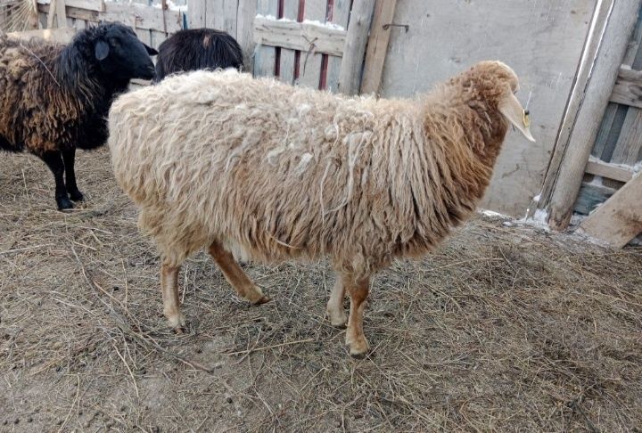 Қозылы қойлар сатылады