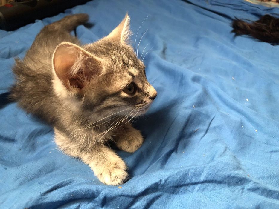 Котёнок в хорошие руки