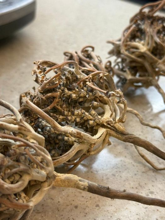 Продам растение Каф марьям