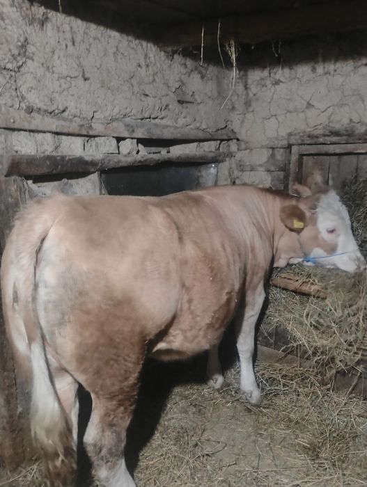 Vând juninca gestanta ân 5 luni de un an și 5 luni