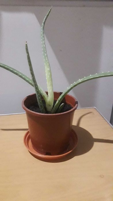 Продам алоэ вера