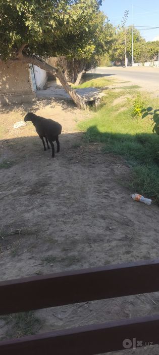 Кучкор сотилади ейиши зур