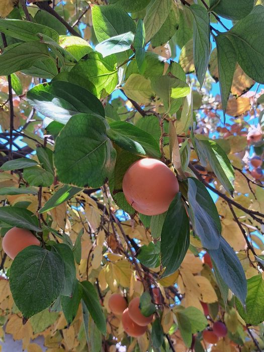 Kleopatra filmidagi porno aktyorlar