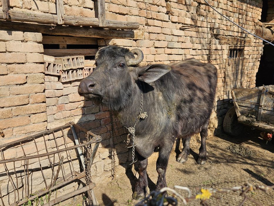 БИВОЛИЦА, на второ теле, на 8 месеца заплодена.