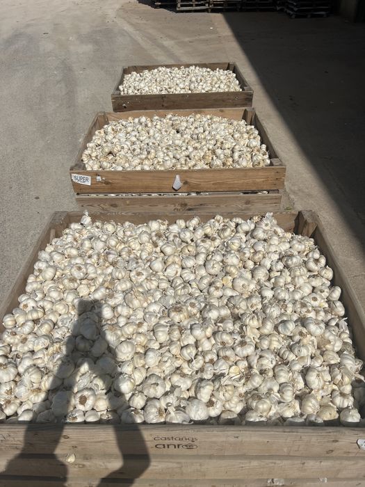 Usturoi de pus in pământ și de consum