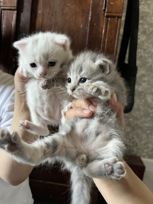 кошки британские вислоухии