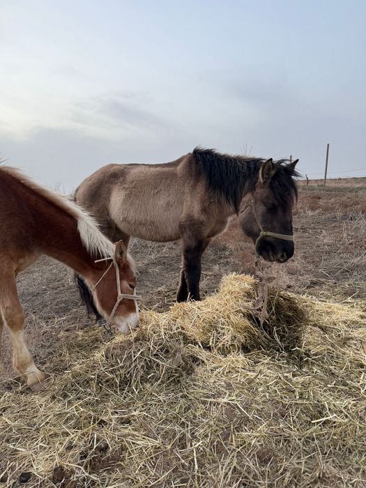 Айгыр 2 жасар сатылымда