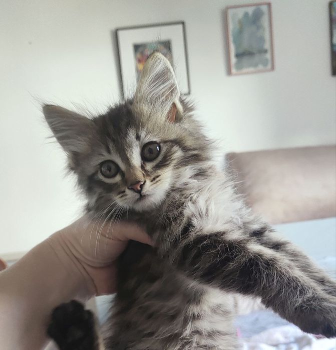 Котят ищут новый ДОМ!