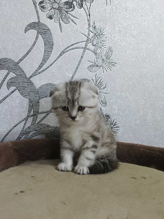Котята шотландцы вислоухие