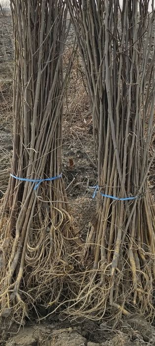 Tut kuchatlari sotiladi,sensa,2sort