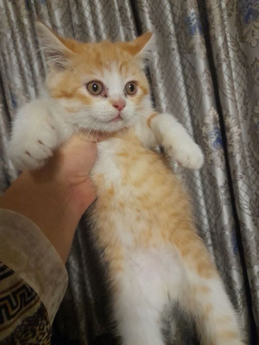 Toza zotli mushukchalar sotiladi srochniy