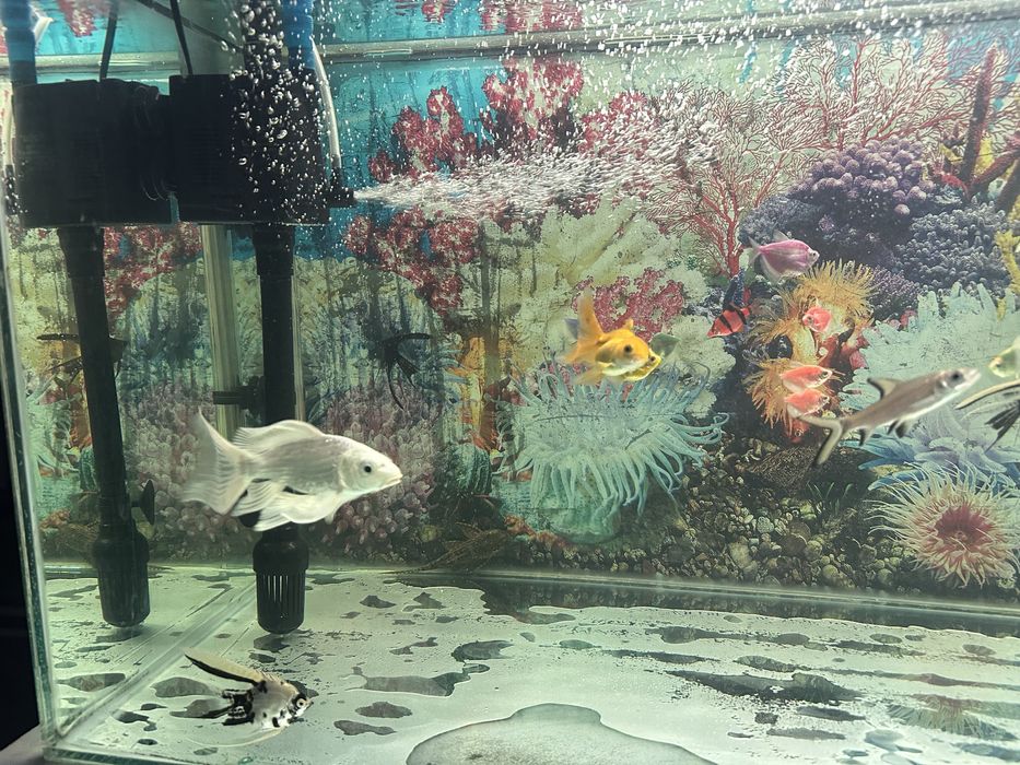 Baliq Koi Platinum