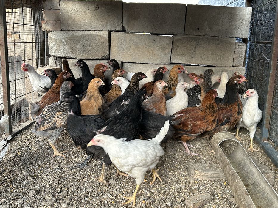 Продам Домашних цыплят