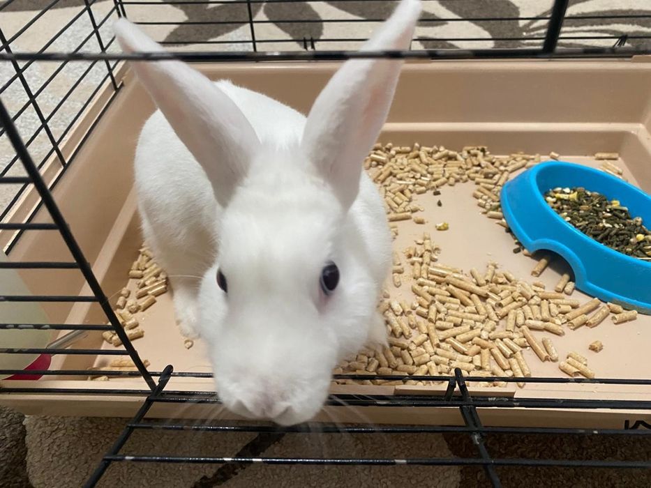 Кролик,белый,пушистый