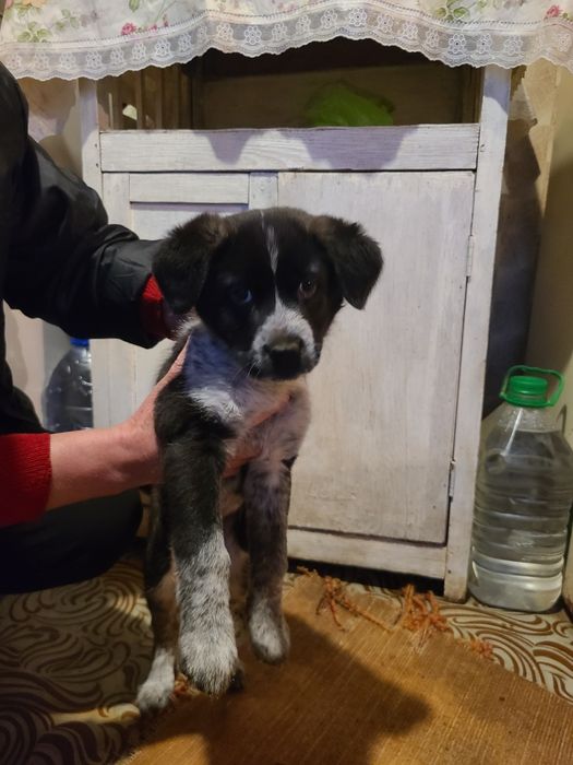 Пристраивается милый щенок мальчик 2 месяца в надёжные руки!