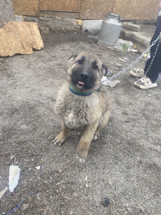 Екі ит үрғашы сатылады