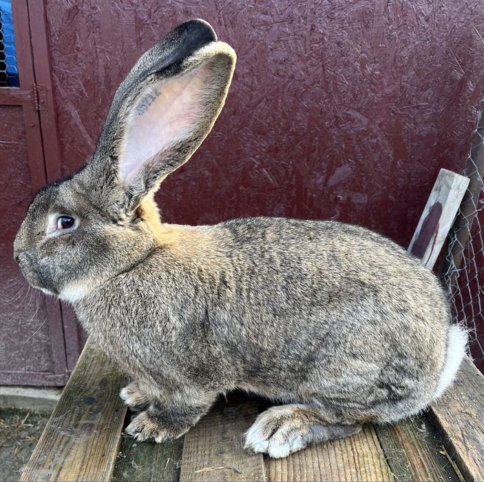 Iepuri Uriaș German