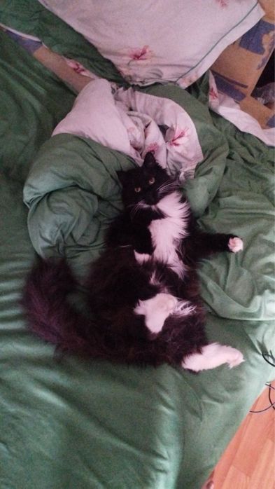 Срочно отдам кота