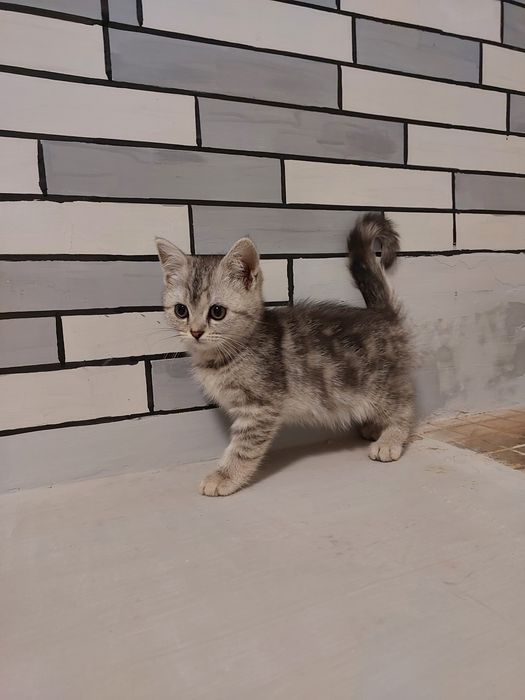 Скоттиш страйт с окрасом серебристой шиншилы