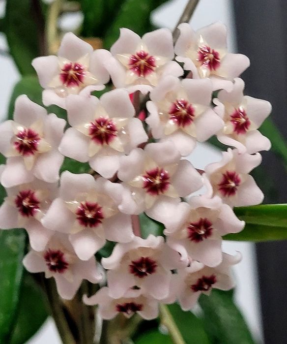 Hoya,  Lacrima Maicii Domnului