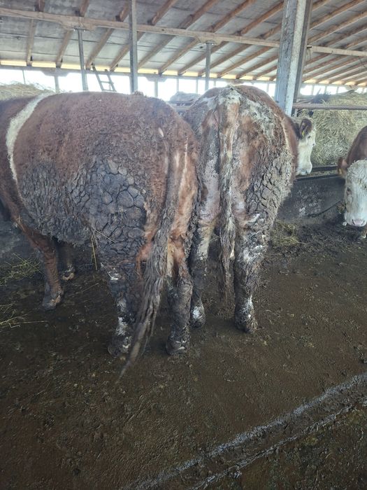 Vand   2 tauri si o jurinca