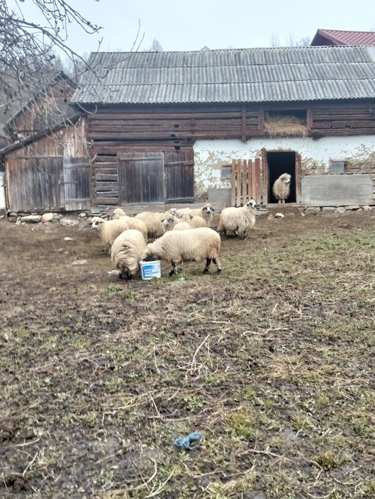 De vânzare! Sau schimb
