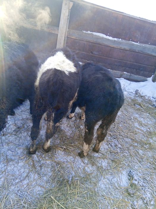 Продам 2х телочек