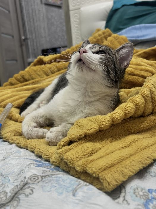 Котенок девочка кот отдам в добрые руки