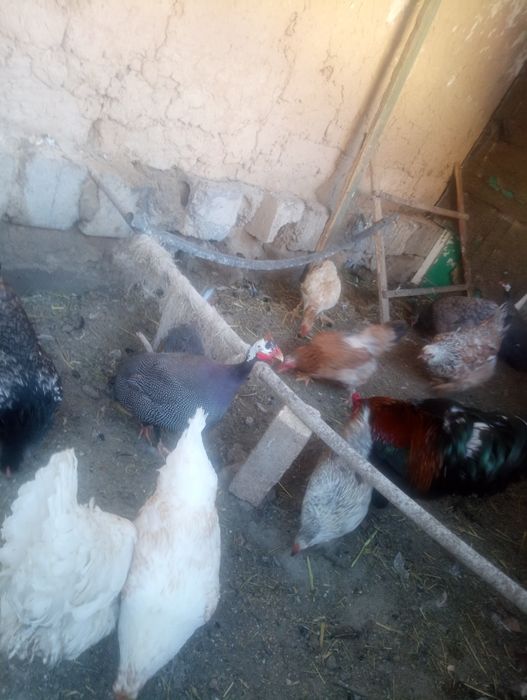 Тауықтар тауықтар тауықтар