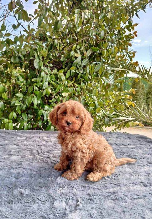 Кавапу  / kavapoo