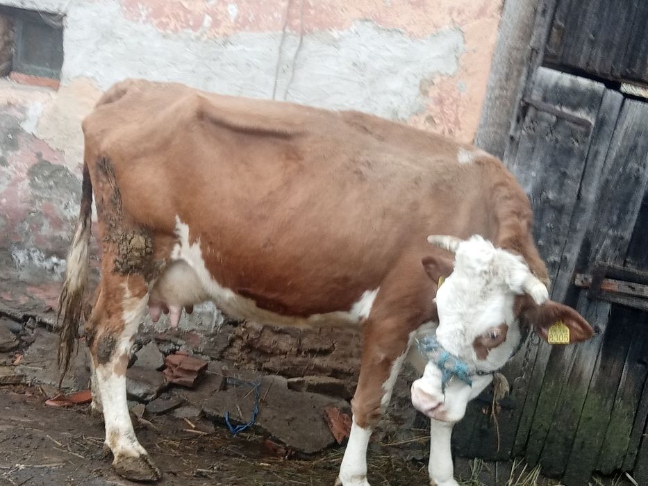 Vând vaca cu vițel