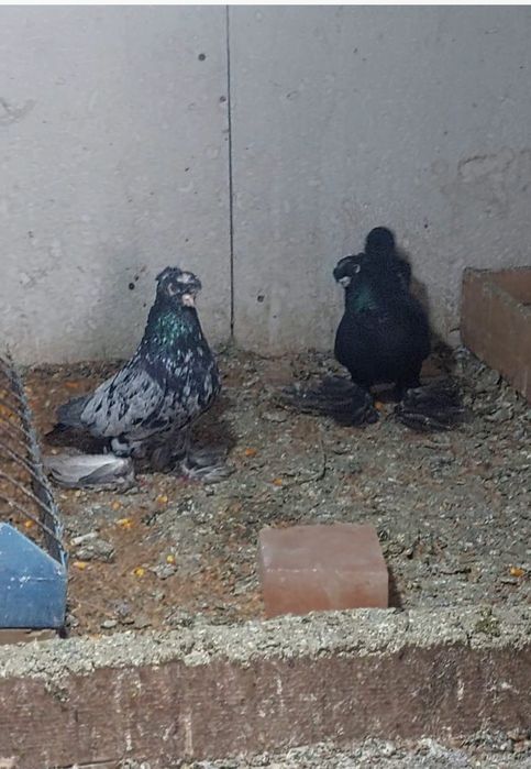 Узбекские двухчубые голуби